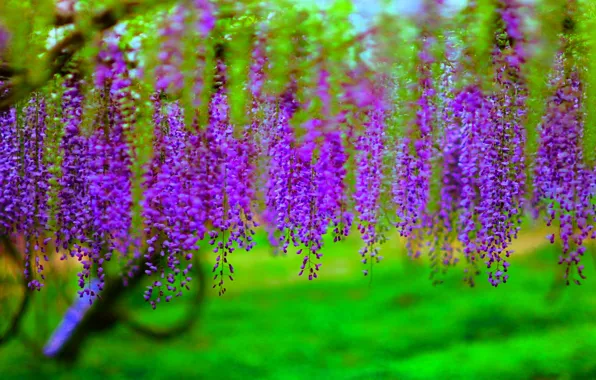 Picture trees, flowers, branches, flowering, bunches, Wisteria