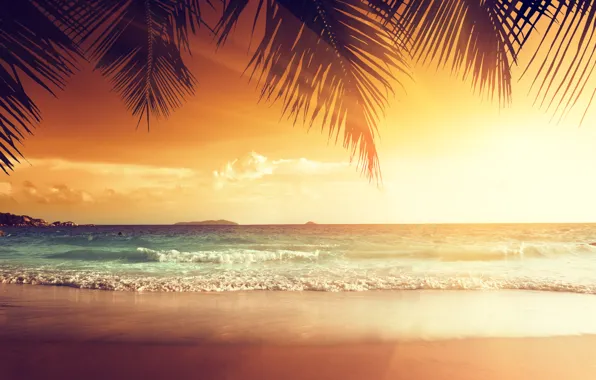 Picture sand, sea, beach, sunset, tropics, palm trees, shore, summer, beach, sea, ocean, coast, sunset, sand, …