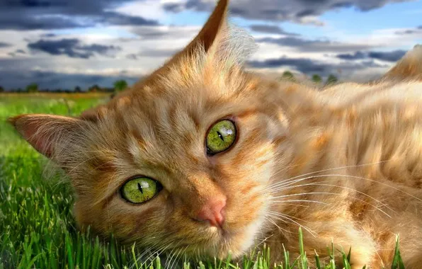 Picture greens, grass, eyes, cat, red