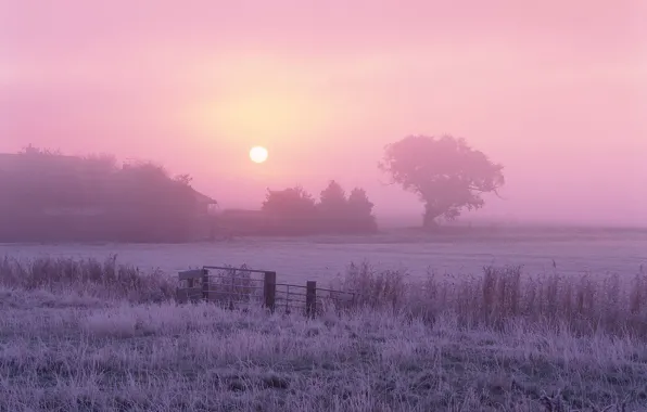 Picture the sun, fog, tree, Morning, frost
