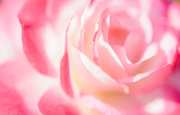 Picture macro, tenderness, rose, petals