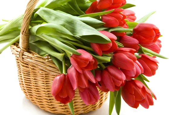 Picture basket, tulips, red
