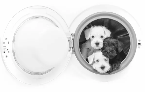 Picture dogs, puppies, black and white, trio, monochrome, washing machine, Trinity