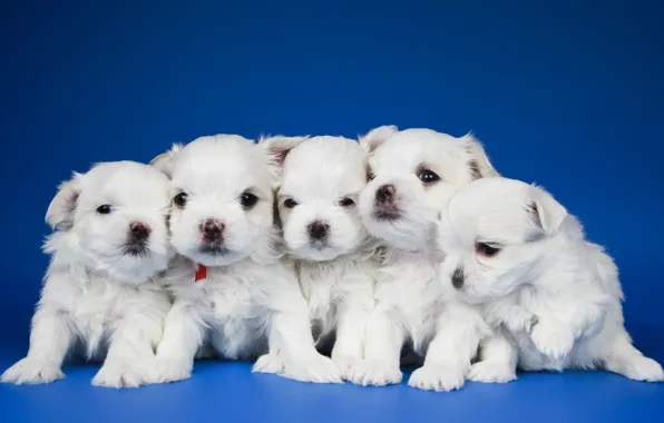 Picture puppies, kids, quintet