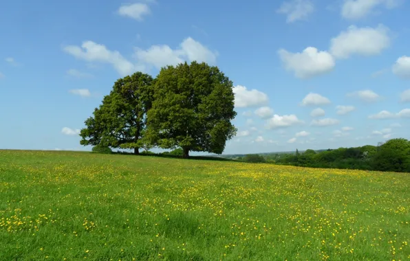 Picture clouds, trees, flowers, meadow
