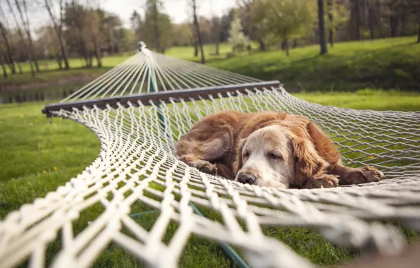 Picture summer, dog, hammock
