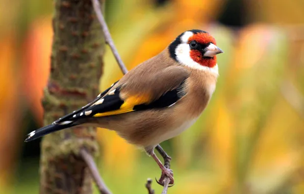 Picture bird, color, branch, feathers, beak, tail, goldfinch