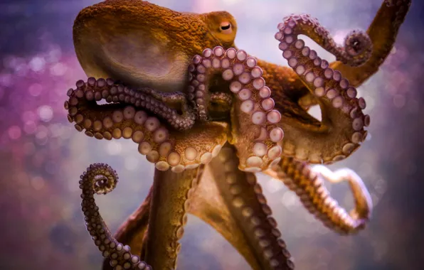 Picture octopus, tentacles, sucker