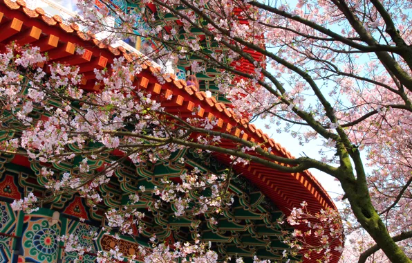 Picture flowers, tree, patterns, the building, spring, Sakura, temple