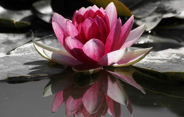 Picture water, flowers, Lotus, Lily