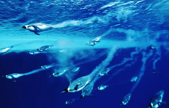 Picture water, Blue, penguins