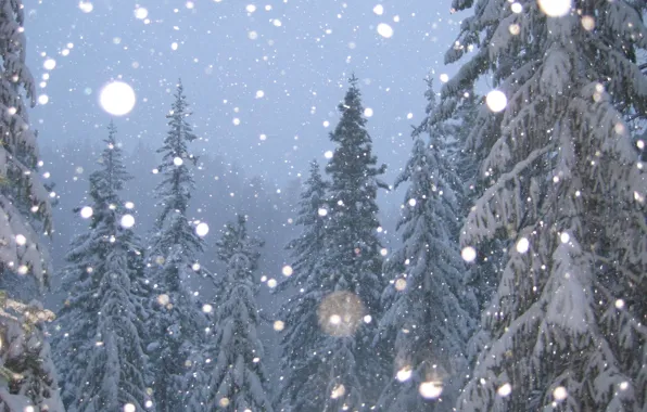 Picture winter, snow, tree, Trees