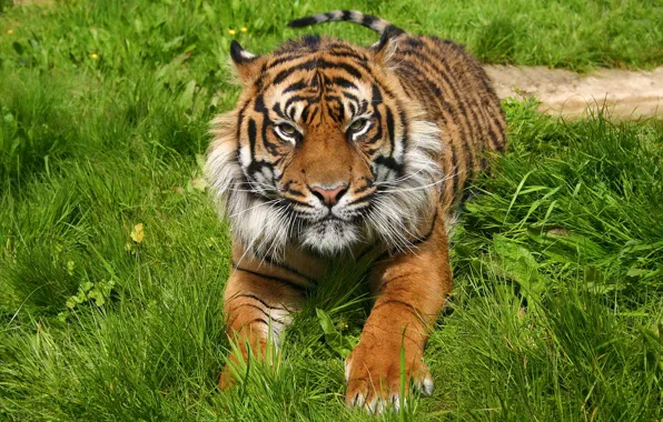 Picture grass, face, tiger, stay, predator, paws