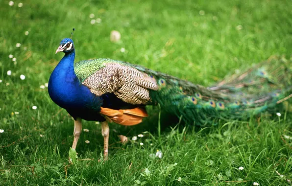 Picture animals, birds, stay, feathers, India, peacock, walk, journey, handsome, male