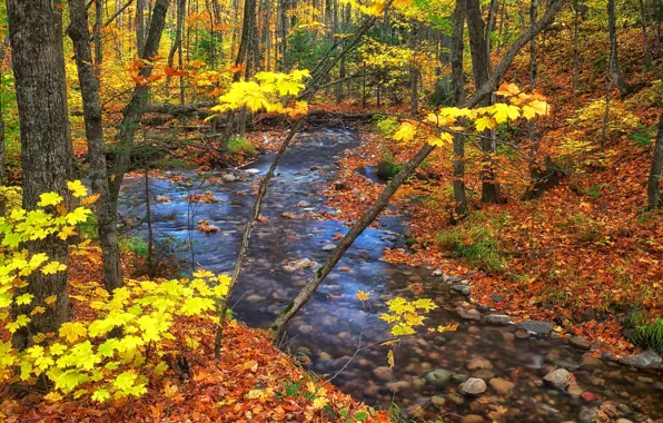 Picture autumn, forest, leaves, trees, stream, Canada, Ontario