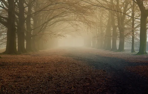 Picture autumn, trees, nature, fog, morning, the dry leaves