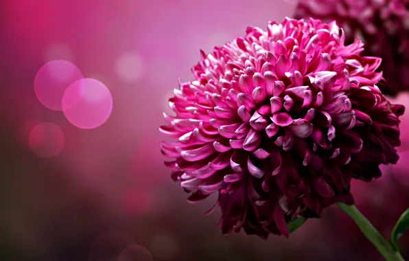 Picture flower, background, color, petals, brightness, chrysanthemum