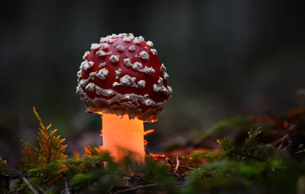 Picture autumn, forest, macro, light, mushroom, mushroom
