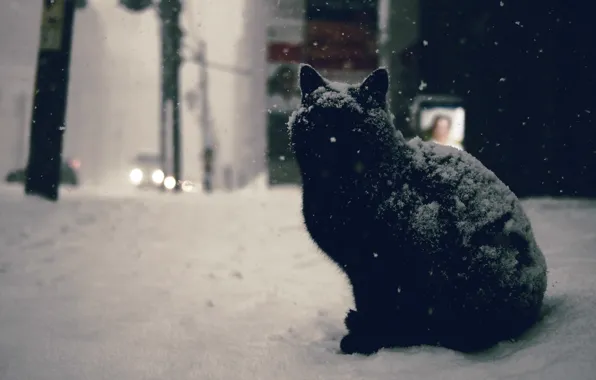 Picture winter, road, car, cat, snow, machine, city, the city, black, street, black, road, cat, winter, …