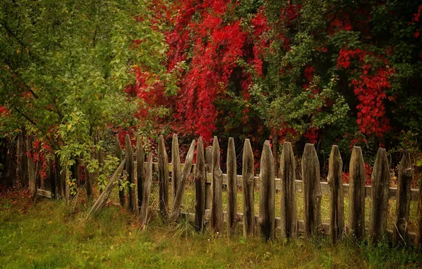 Picture autumn, trees, the fence
