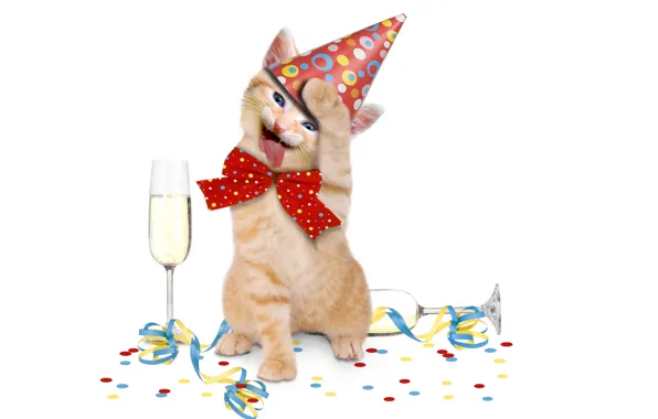 Picture kitty, animal, holiday, champagne, bow