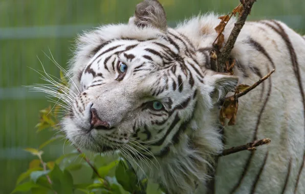 Picture cat, look, face, blue eyes, white tiger, ©Tambako The Jaguar