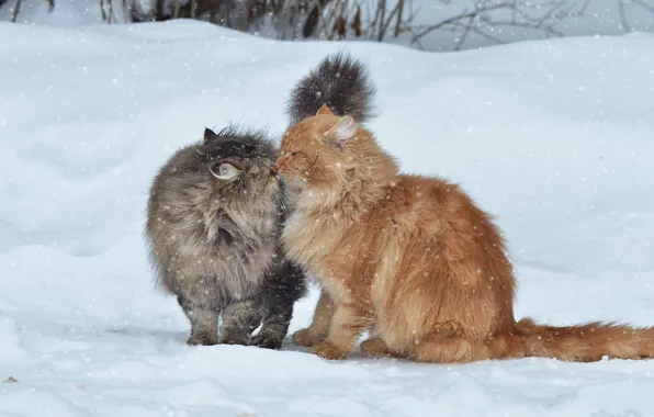 Picture winter, snow, cats