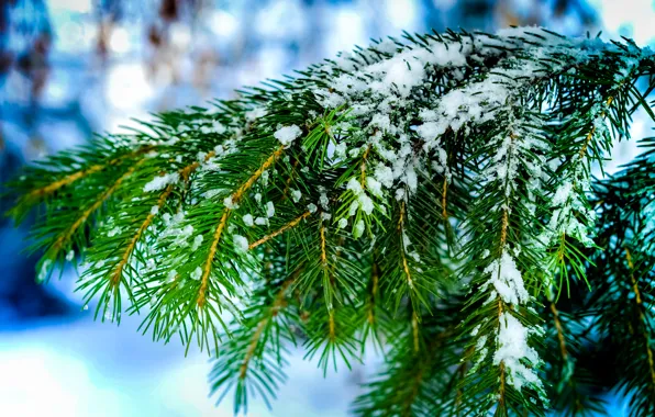 Picture winter, macro, snow, needles, nature, tree, spruce, Branches, needles, bokeh