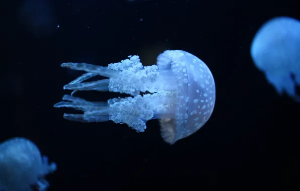 Picture sea, water, jellyfish, ultraviolet