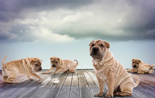 Picture dogs, the sky, clouds, Board, photoshop, hamster, puppies, play, Sharpay