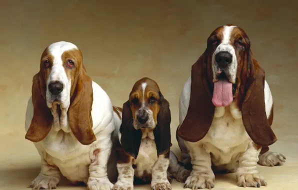 Picture photo, Puppy, Dogs, Animals, Three, Basset hound
