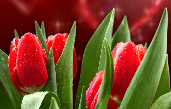 Picture leaves, drops, flowers, Rosa, stems, bright, heart, beauty, petals, tulips, red, red, Valentine, heart, water, …
