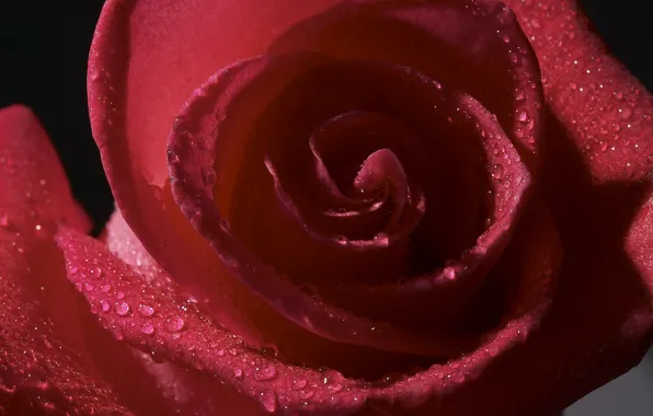 Picture drops, flowers, Rosa, rose, petals, Bud