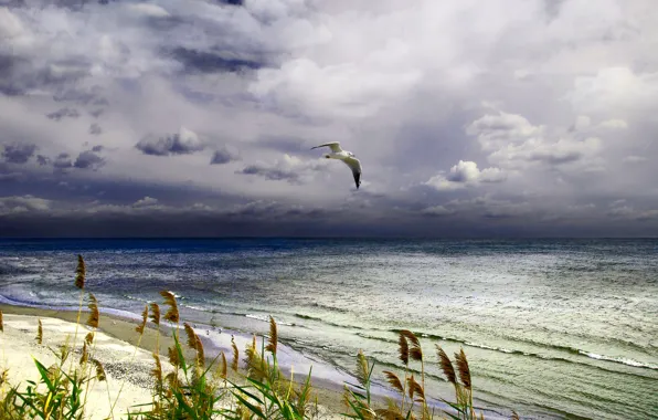 Picture sea, Seagull, surf