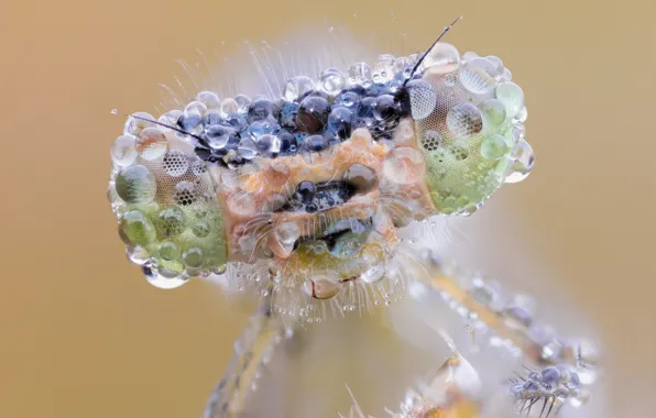 Picture eyes, face, drops, macro, Rosa, dragonfly