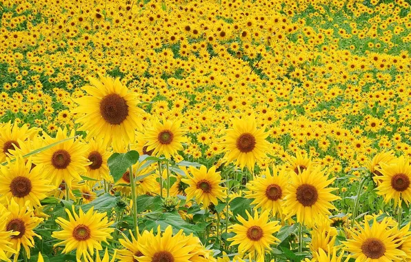 Picture greens, field, summer, sunflowers, flowers, mood