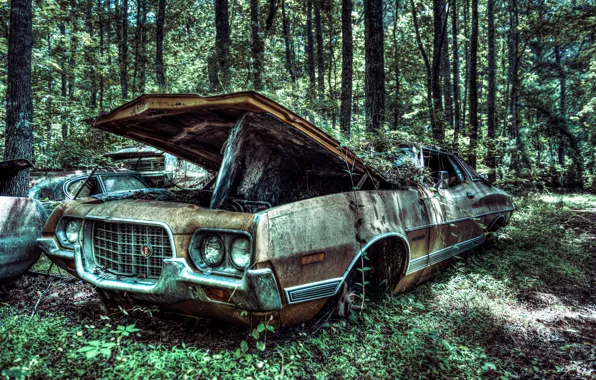 Picture machine, forest, tree, Ford, old, forest, car, USA, tree, 1972, vehicle, old car, Gran Torino …