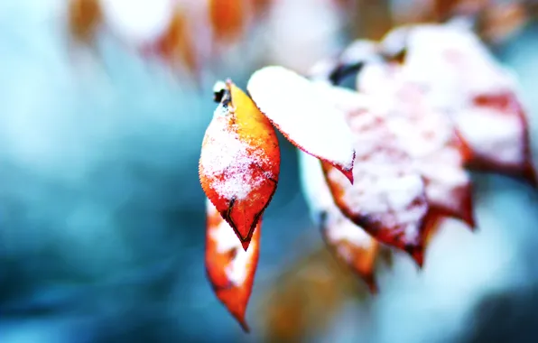 Picture autumn, leaves, snow