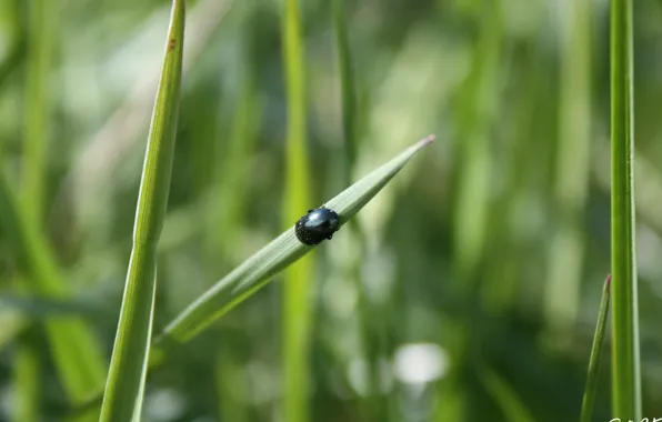Picture greens, grass, macro, beetle, insect