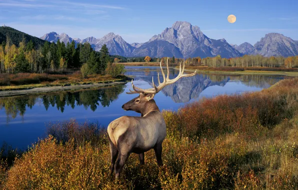 Picture grass, trees, landscape, mountains, nature, lake, river, the moon, deer, horns