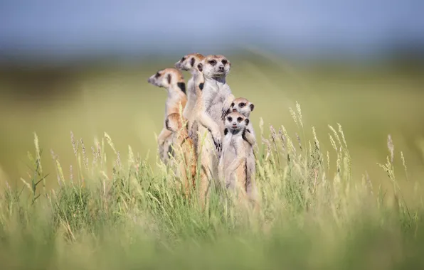Picture grass, meerkats, stand, bokeh, family
