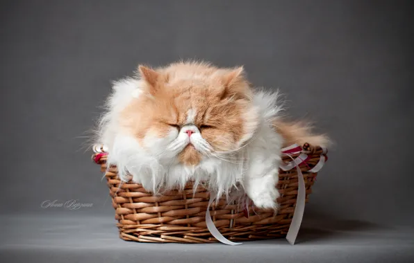 Picture cat, fluffy, grey background, in the basket, Persidsky cat