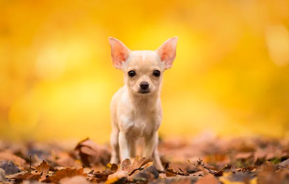 Picture autumn, look, leaves, dog, Chihuahua, doggie, dog
