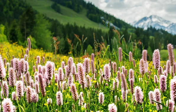 Picture greens, grass, flowers, mountains, nature, Alps, meadow, Tyrol, Seefeld, Tirol, Seefeld