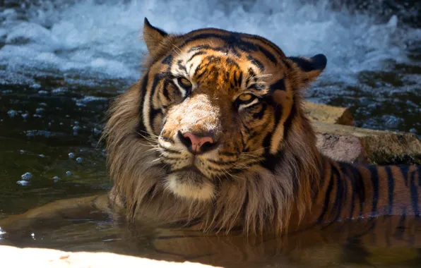 Picture cat, face, tiger, bathing, pond, Sumatran