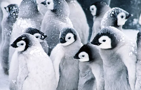 Picture snow, penguins, Baby, Penguins