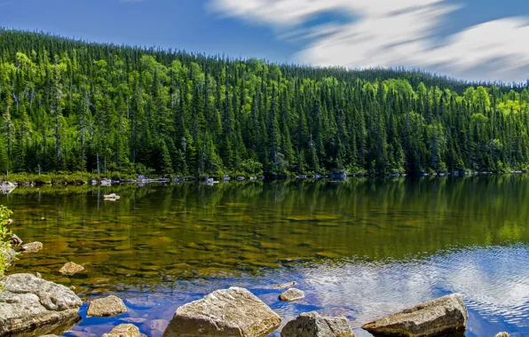 Picture forest, the sky, water, clouds, trees, lake, stones