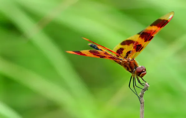 Picture nature, wings, dragonfly, insect