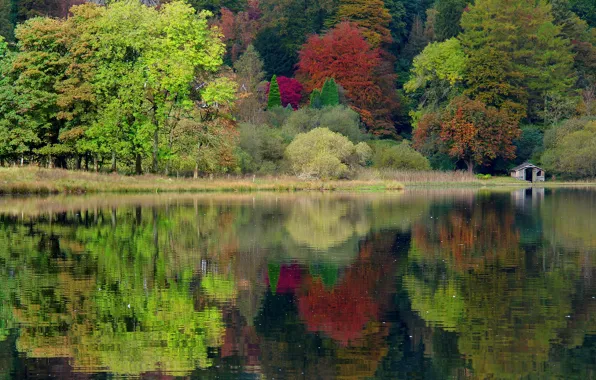 Picture autumn, forest, trees, nature, lake, England, UK, England, United Kingdom, caeciliametella Photography, Grasmere