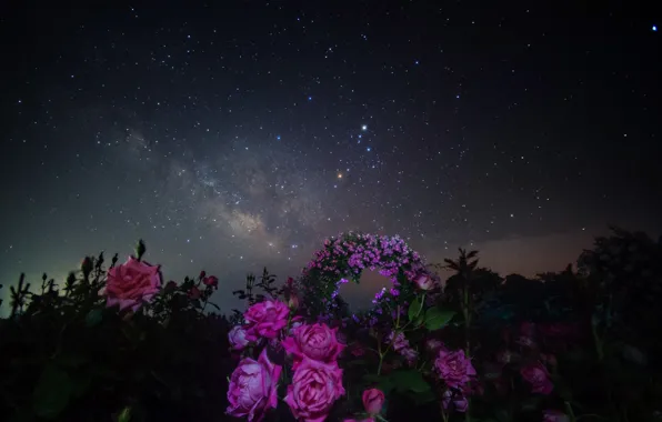 Picture space, stars, flowers, night, space, roses, the milky way